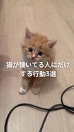 添付ファイル