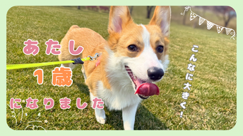 添付ファイル